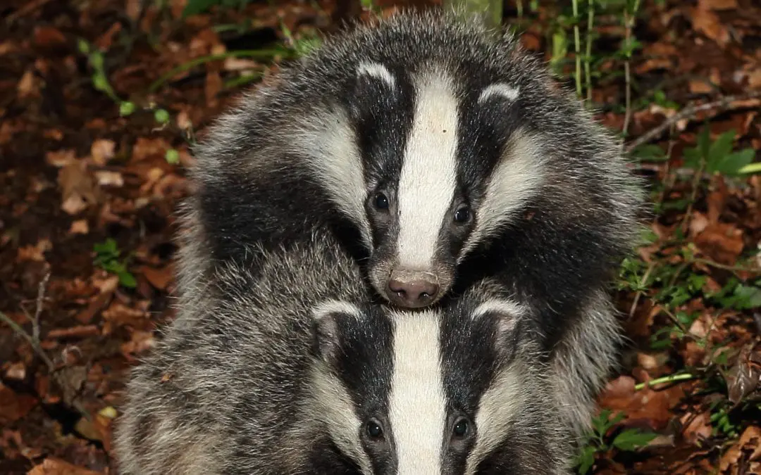 Springwatch – Badger Family and me