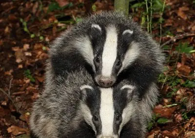 Springwatch – Badger Family and me