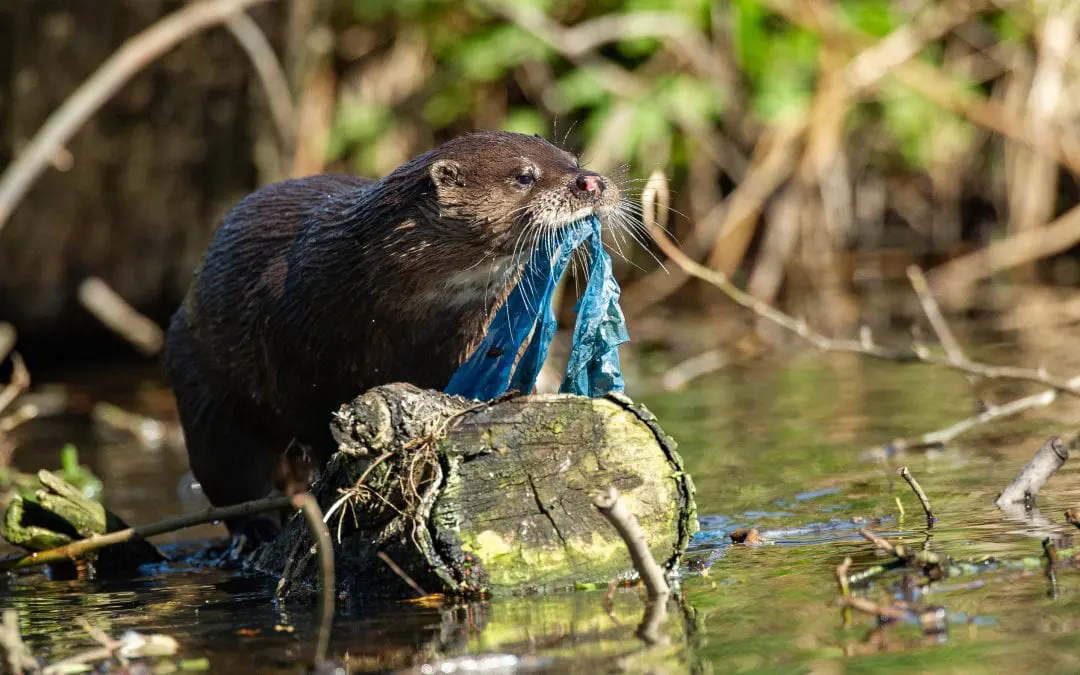 Britains Big Wildlife Revival