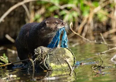 Britains Big Wildlife Revival