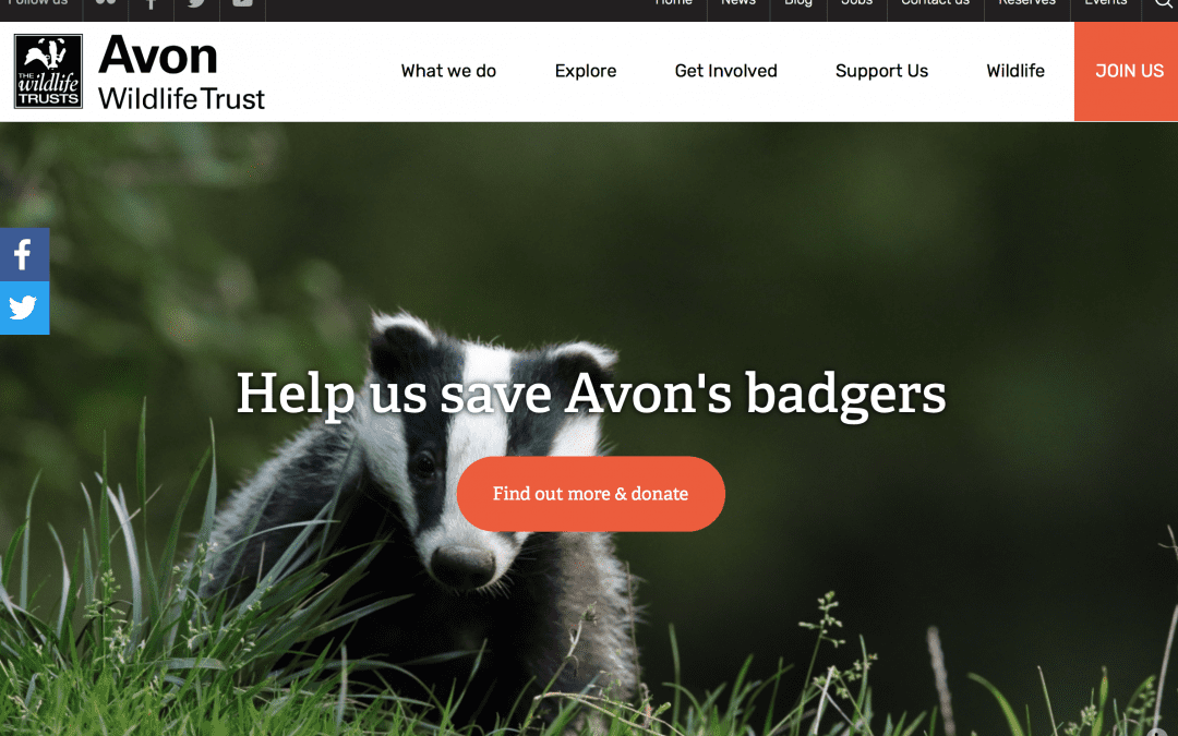 Avon Wildlife Trust: Badgers and TB Vaccination
