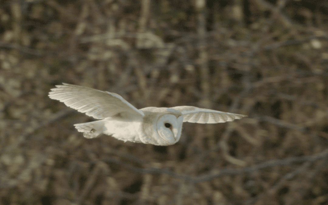 Springwatch 2017