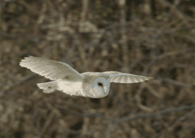 Springwatch 2017