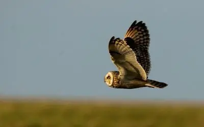 Springwatch 2020 -Filming Short eared Owls in the north cotswolds